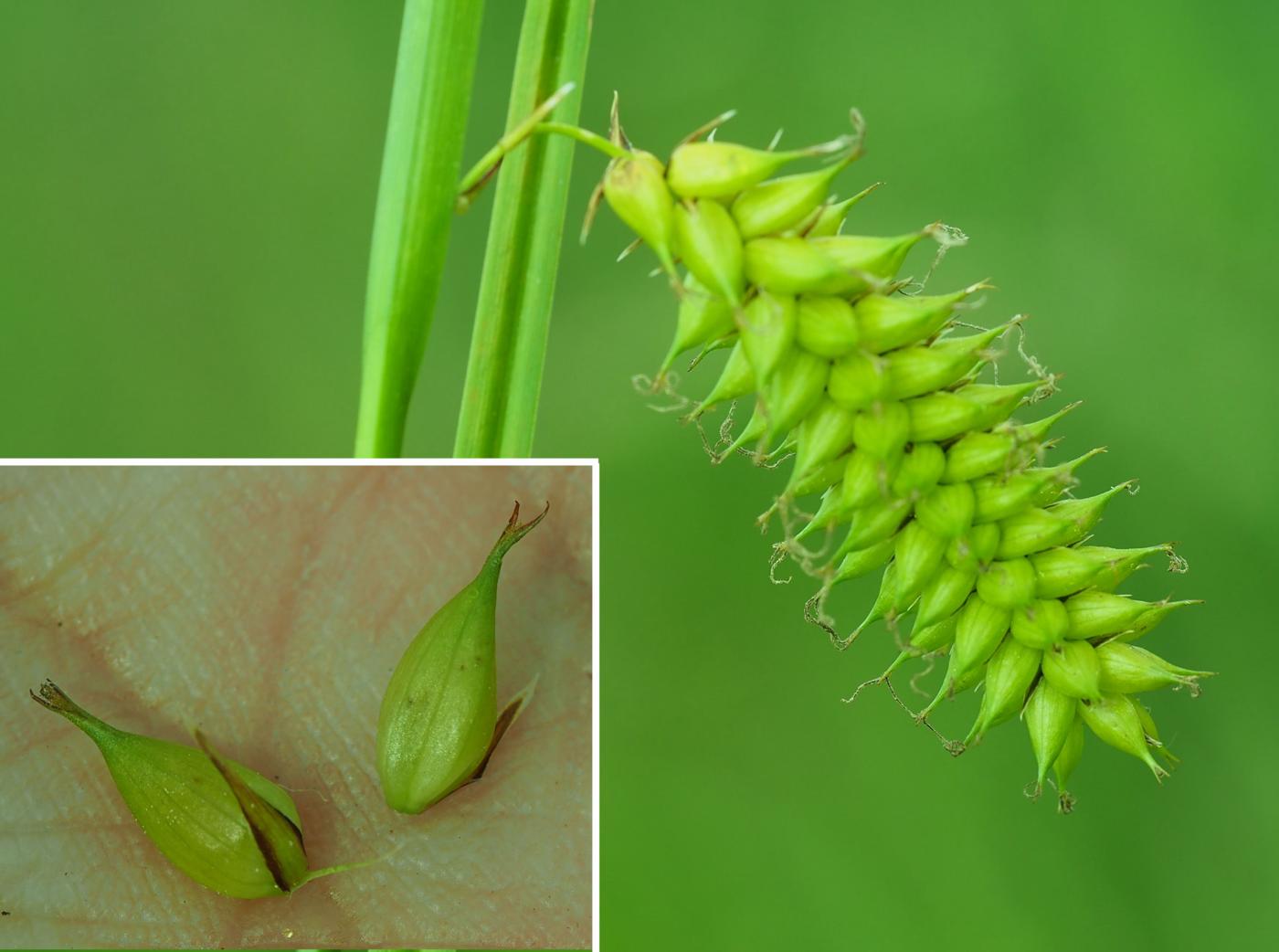 Sedge, Bladder fruit